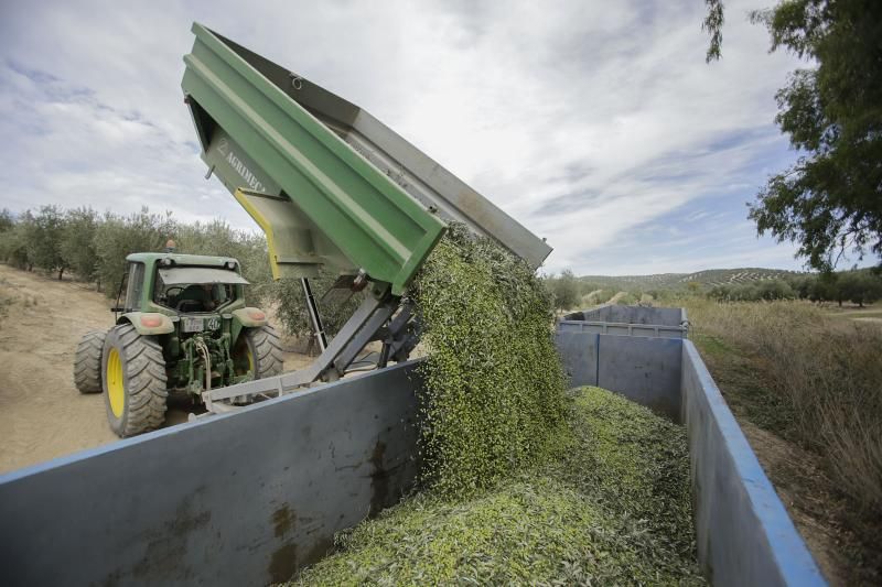 Las imágenes de la recogida de la aceituna volverán a verse este mes de octubre en los pueblos olivareros.