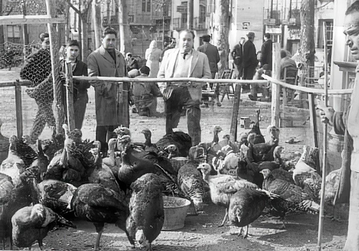 Piara de pavos en la plaza de la Trinidad, escuchando una pandereta.