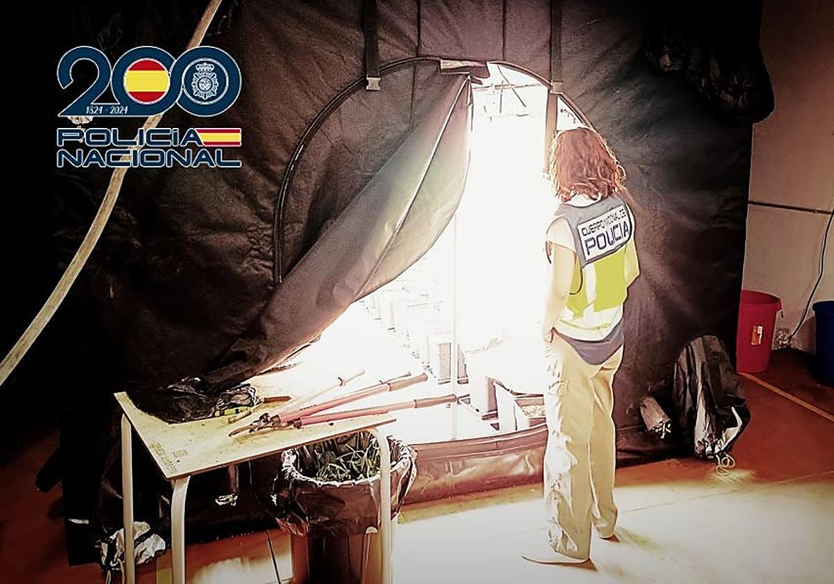 Plantación desmantelada al grupo criminal.