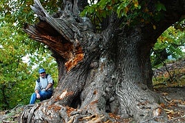 Yn agricultor de Mecina Bombarón junto a uno de sus impresionantes castaños centenarios