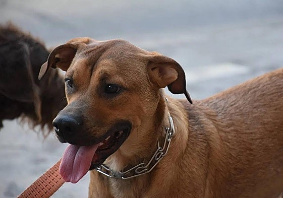 Los gastos veterinarios serán deducibles a partir de 2026.