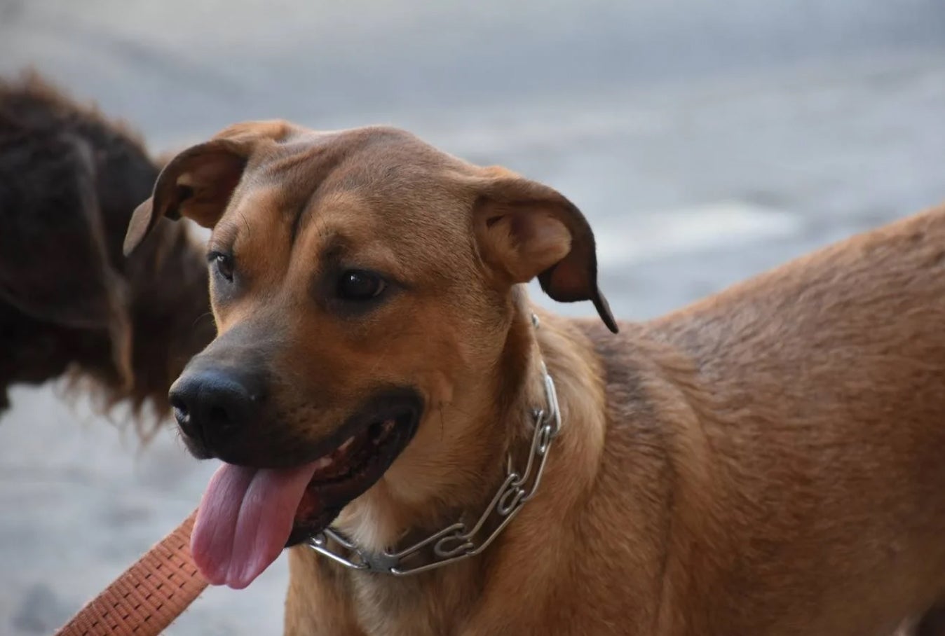 Los gastos veterinarios serán deducibles a partir de 2026.