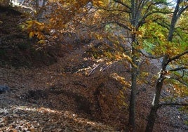 Descubre este pequeño pueblo blanco junto a un Bosque de Cobre este otoño en Andalucía