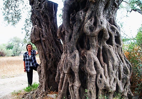 Una mujer junto a un olivo milenario de Órgiva.
