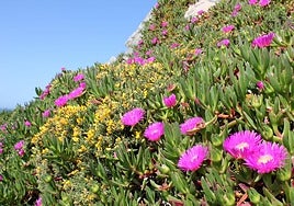Investigadoras de la EEZA usan redes sociales para rastrear la floración de plantas invasoras