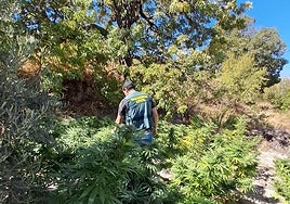 Encuentran 220 plantas de marihuana en un olivar en Turrillas