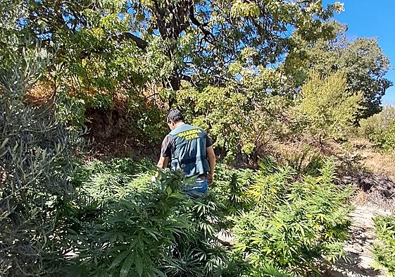 Encuentran 220 plantas de marihuana en un olivar en Turrillas