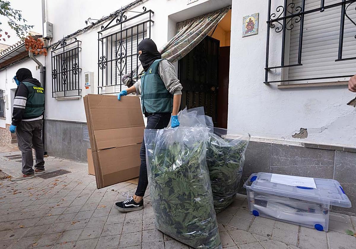 Agentes sacando bolsas de marihuana de una de las viviendas.