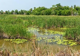 Alerta en Benahadux y Carboneras por nuevos casos de fiebre del Nilo Occidental