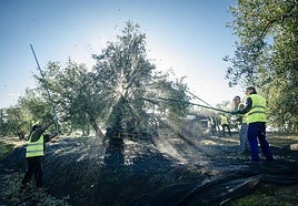 Jornaleros en la recogida de aceituna para el aceite temprano.