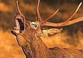 La Sierra de los Filabres en uno de los puntos principales de la berrea en Almería.