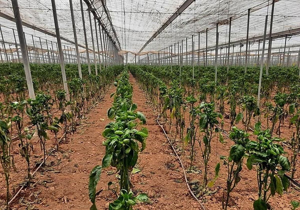 El protocolo de control biológico para combatir el trips en pimientos que afecta a Almería prevé usar insectos