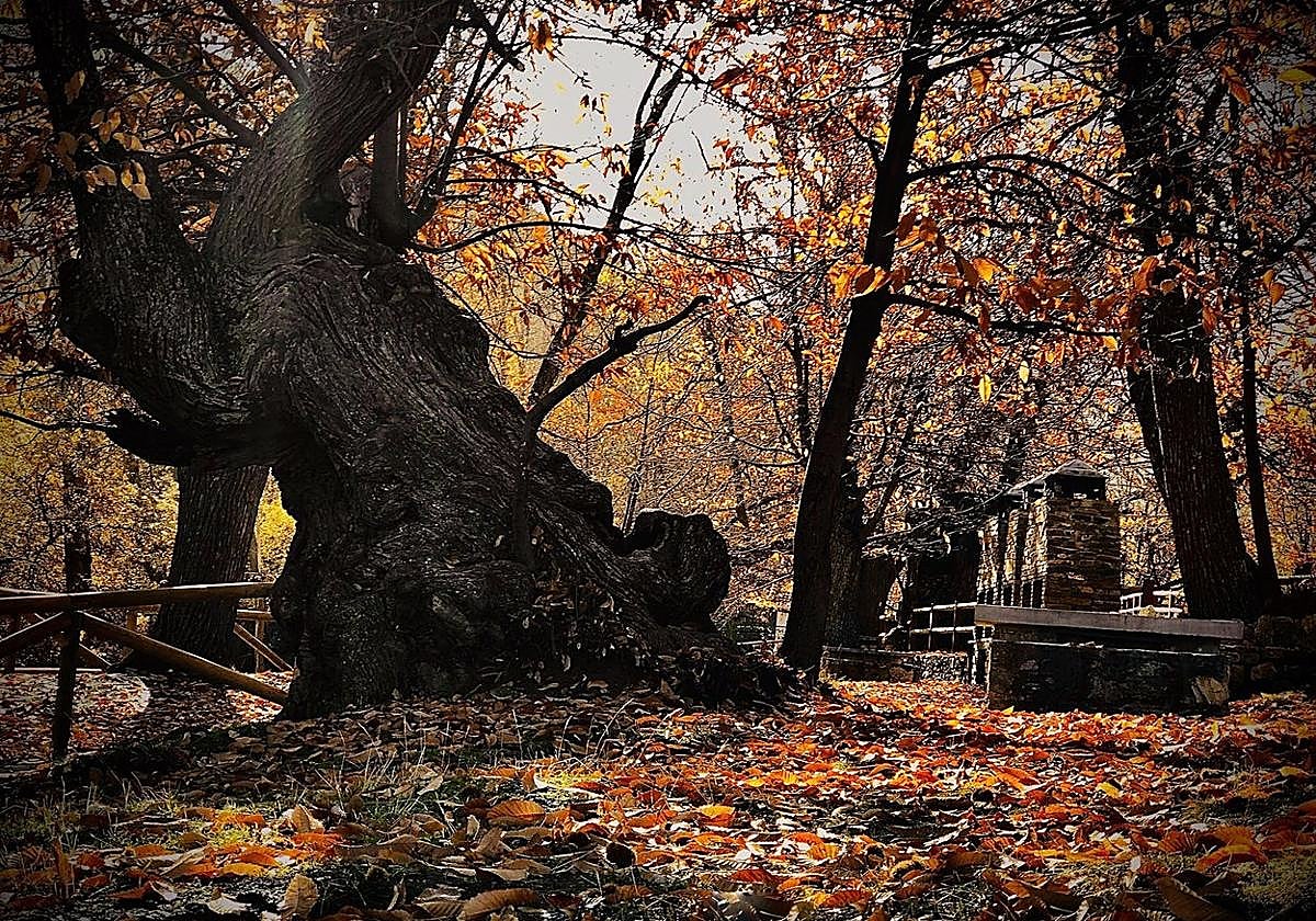 La arboleda de Aldeire, un espectáculo en otoño