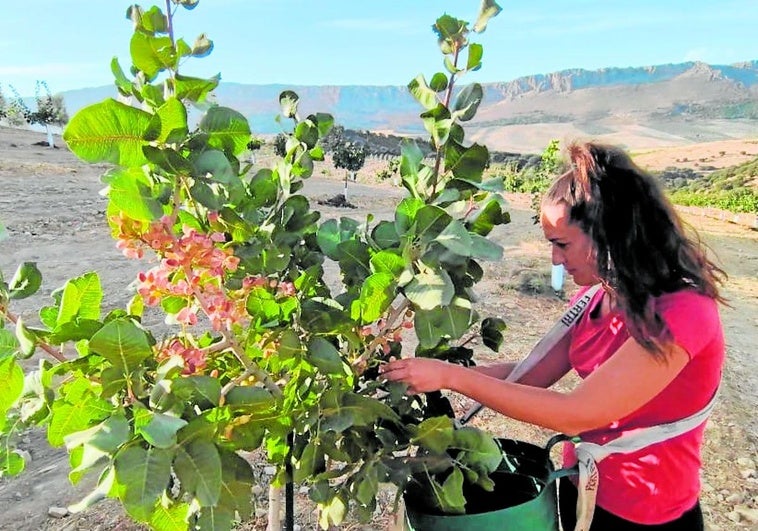 Granada se suma a la fiebre del pistacho y triplica su cultivo en cinco años