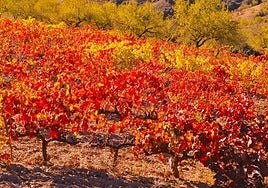 Uno de los viñedos de Sorvilán muy coloridos y pintorescos.