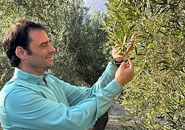 Antonio Velasco junto a uno de sus olivos.