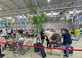Exposición canina que tuvo lugar durante Tierra Adentro.