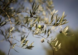 A la espera de que la lluvia alimente la aceituna en Jaén