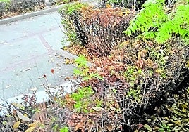 Estado del colegio de Hernán Valle, Guadix.