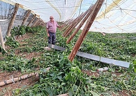 Un agricultor muestra los daños de la dana de granizo en su invernadero.