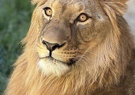 Un joven león africano salva la vida tras extraerle dos enormes masas plásticas en el Oasys Minihollywood