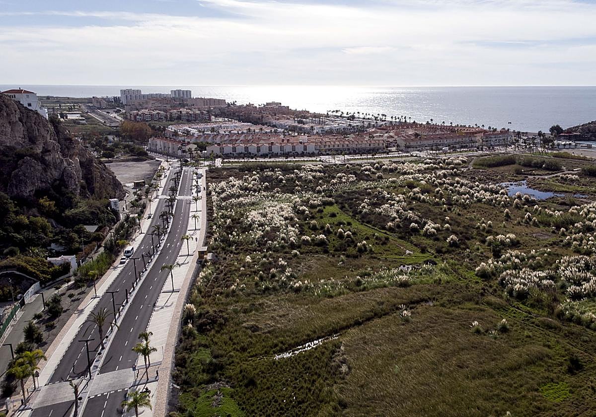 Vistas desde el Castillo de Salobreña de la franja costera invadida por la 'Cortaderia selloana'.