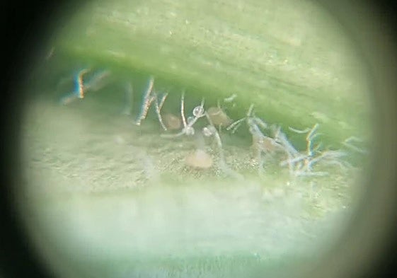 Control de lucha biológica por parte de los técnicos de Biosur.