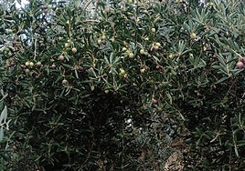 bajos sin aceituna tras el paso de los animales.