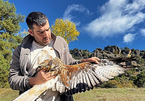 Un técnico muestra un ejemplar de milano real antes de su suelta.