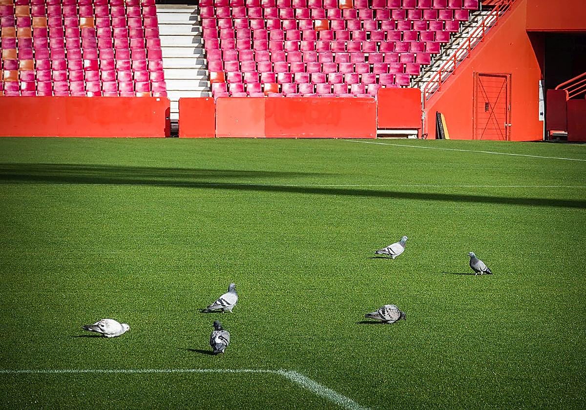 Unas palomas se posan sobre el césped de Los Cármenes.