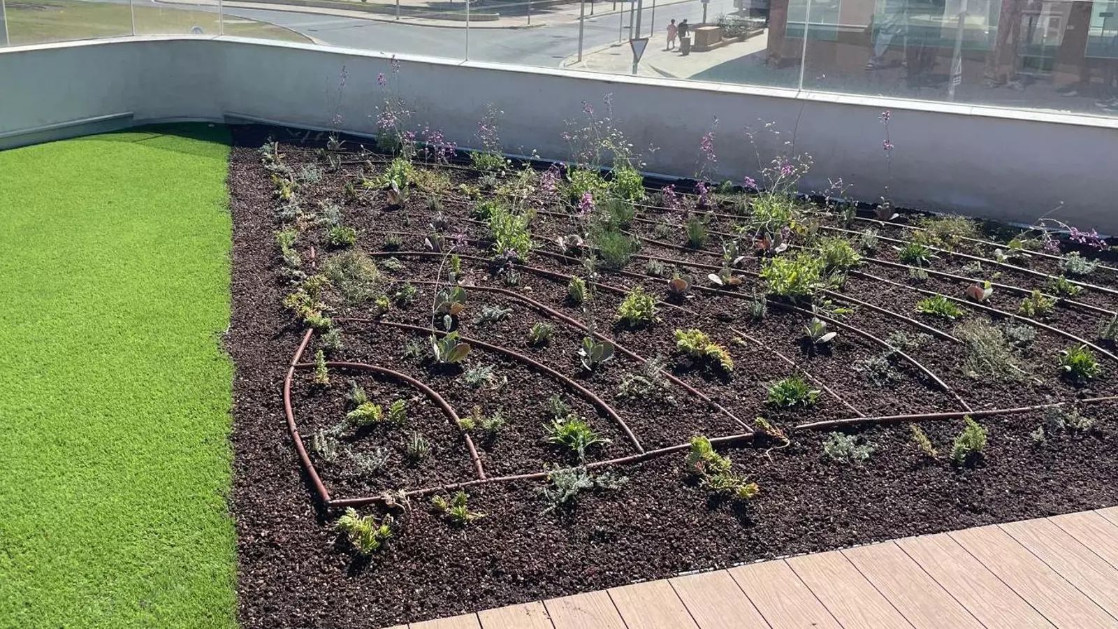Cubierta vegetal del Espacio ALMA, experiencia piloto realizada en Almería.