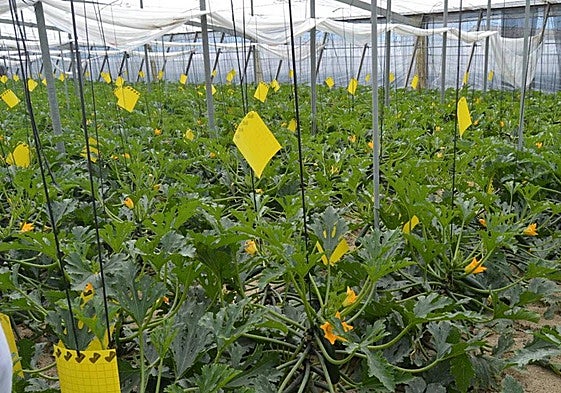 La agricultura sigue creando una gran parte del empleo en la provincia de Almería.