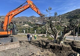 La máquina trabaja en la extracción de un olivo centenario en La Galera.