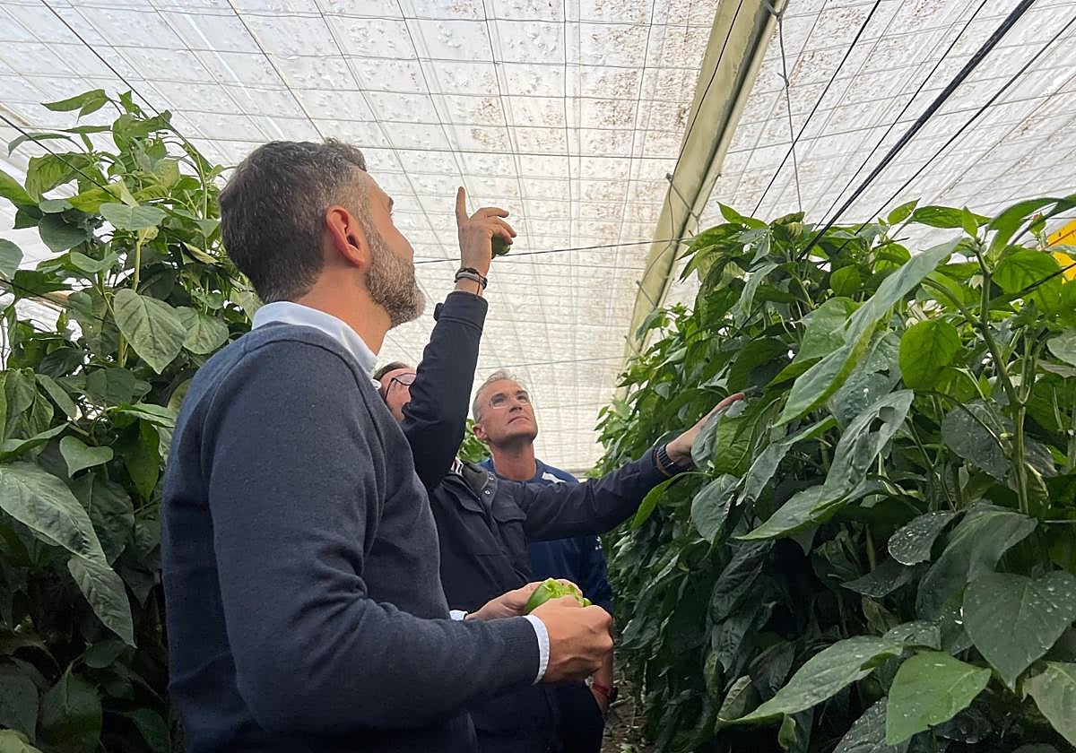 El consejero visita invernaderos de El Ejido tras la DANA