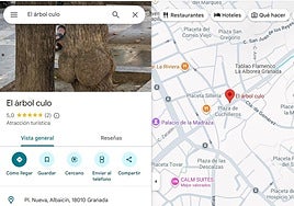 El árbol culo está ubicado en Plaza Nueva.