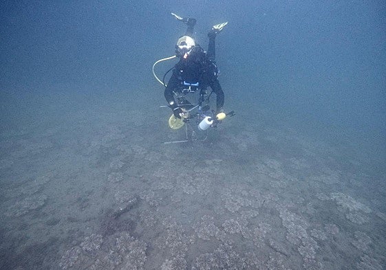 Un buceador hace una pasada de reconocimiento de las medusas.
