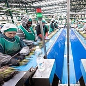 Trabajadoras manipulando espárrago en una cooperativa del poniente.