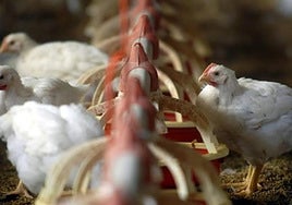 La Junta señala que la gripe aviar está «absolutamente controlada» y manda un mensaje de «tranquilidad» a consumidores