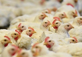 Imagen de archivo de gallinas en una granja avícola.