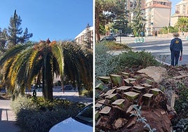 Palmera ubicada a la entrada de Casería de Montijo, afectada por la plaga (izquierda), antes de ser completamente talada (derecha).