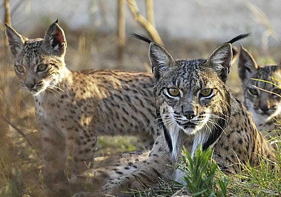 Imagen de archivo de linces ibéricos.