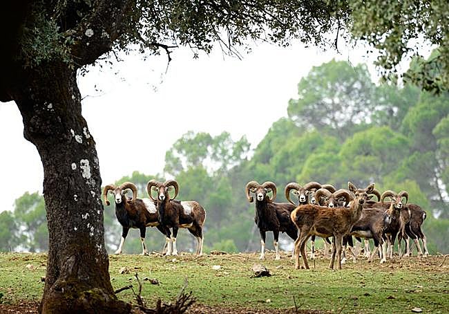 Corzos, muflones, ciervos o cabras monteses se pueden observar durante el recorrido.