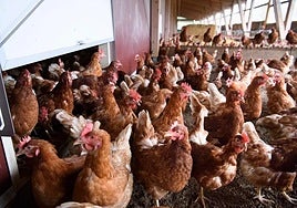Varias gallinas en una granja avícola, en una fotografía de archivo.