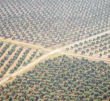 Cruce de caminos en mitad de olivares de Jaén.
