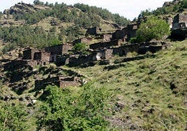 Recogida de bellotas en Tahal hace unos días.