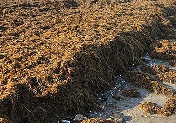 El alga invasora que se acerca a las costas de Almería: es dañina para la flora y la fauna marina
