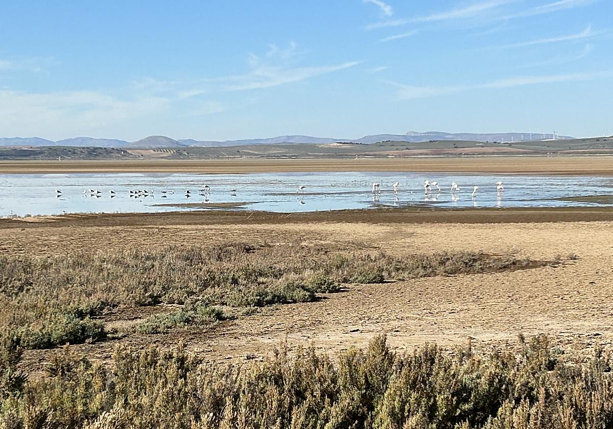 Imagen principal - Flamencos en Fuente de Piedra, toma de muestras de agua y el dispositivo desarrollado en la Universidad. 