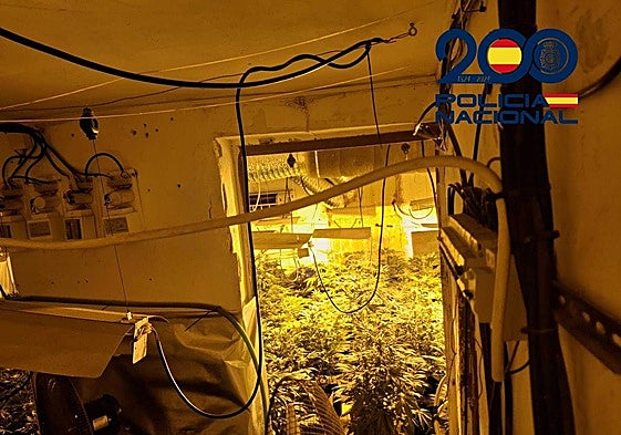 Plantas de marihuana intervenidas