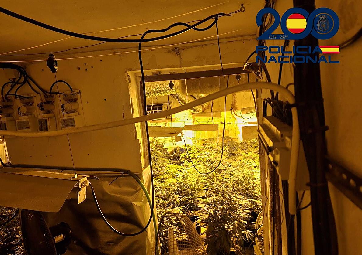 Plantas de marihuana intervenidas