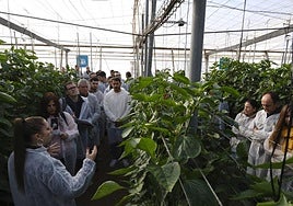 Visita a uno de los invernaderos de la Estación Experimental de Cajamar 'Las Palmerillas'.